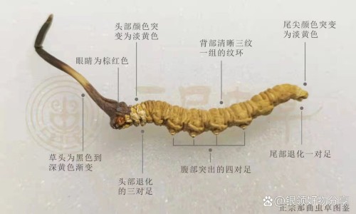 妇科断红饮胶囊要用几点扌有效-权威妇科断红饮胶囊会出血量增多吗怎么办平台,分享专业妇科断红饮胶囊会出血量增多吗女性知识_妇科断红饮胶囊会出血量增多吗网